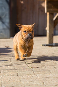 Portrait of dog on footpath