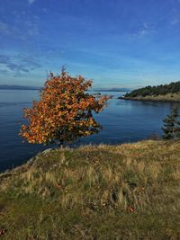 Tree by lake against sky