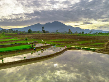 Scenic view of agricultural field against sky