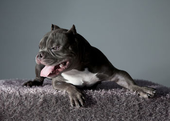 Close-up of a dog looking away