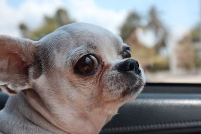 Close-up of a dog looking away