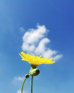 Low angle view of flower against blue sky