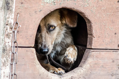 Close-up of dog