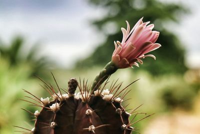 Close-up of flowers