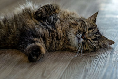 Close-up of cat sleeping