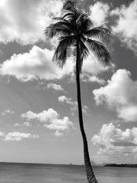 Low angle view of palm tree on beach
