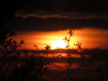 Silhouette plants against romantic sky at sunset