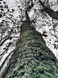 Low angle view of tree trunk in forest