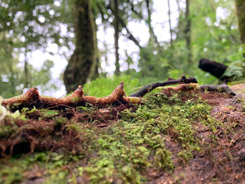 Close-up of mushroom growing on tree trunk