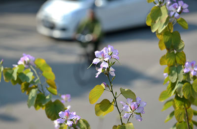 Close-up of flowers blooming outdoors