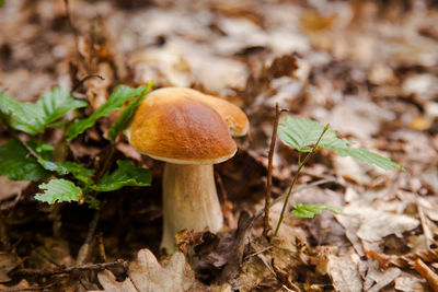 Close-up of mushroom growing on field