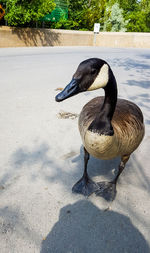 High angle view of bird in lake