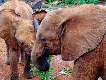 Close-up of elephant in field