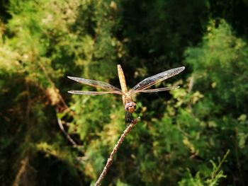 Close-up of dragonfly on plant