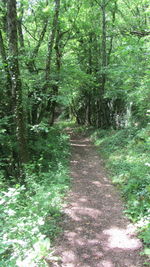 Dirt road amidst trees in forest