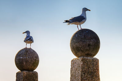 Seagulls perching on wooden post against sky