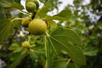 Close-up of fruit growing on tree