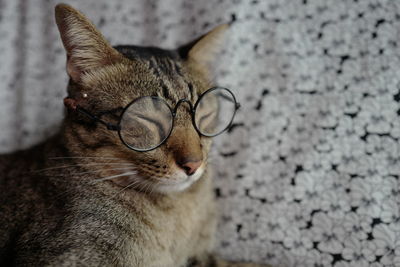 Close-up of a cat looking away