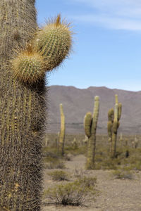 Close-up of cactus on field against sky