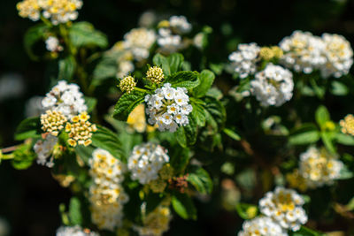 Close-up of white flowering plant