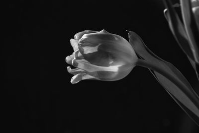 Close-up of flower over black background