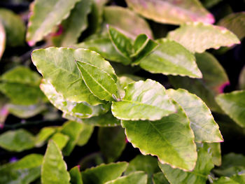 Close-up of wet leaves