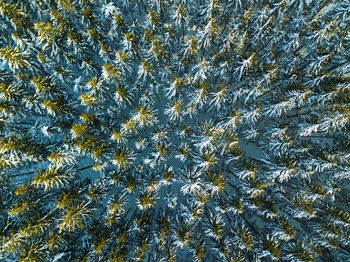 Low angle view of plants against sky