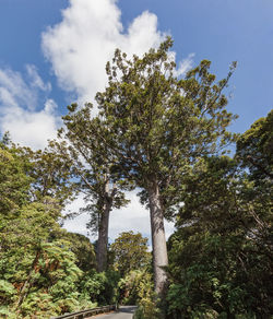 Low angle view of trees against sky