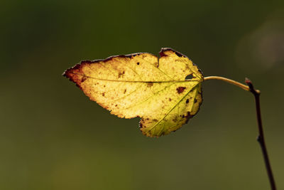 Close-up of dry leaf on twig