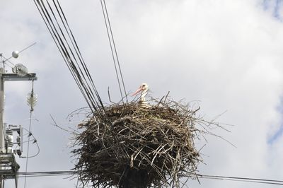 animal nest