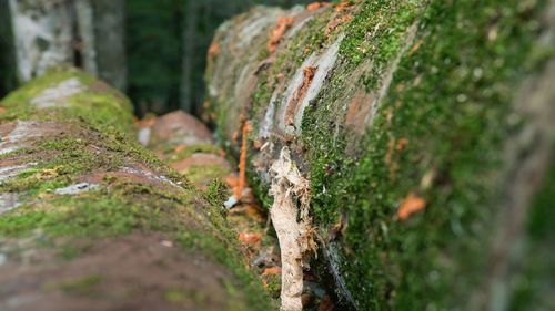 Close-up of tree trunk