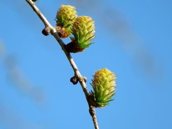 Low angle view of flowering plant against blue sky