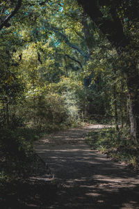 Footpath amidst trees in forest