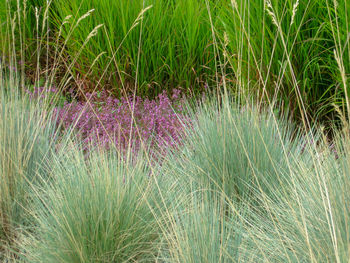 View of pink flowering plants on land