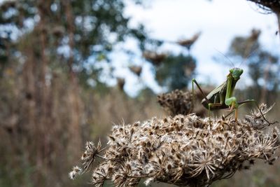 Close-up of insect on plant