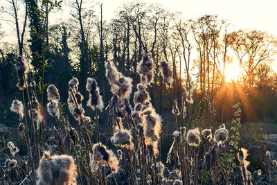 View of plants on field against sky during sunset