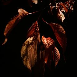 Close-up of leaves during autumn