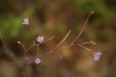 Close-up of flowering plant