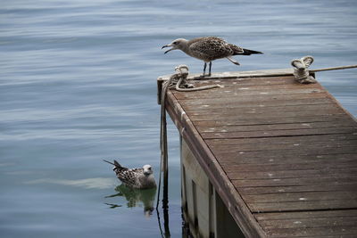 Seagulls perching on wooden post in lake