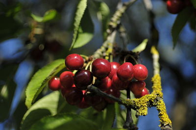 Close-up of cherries on tree