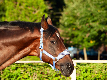 Close-up of a horse on field