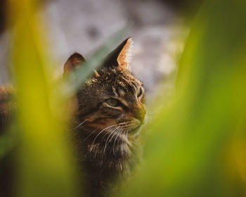 Close-up of a cat