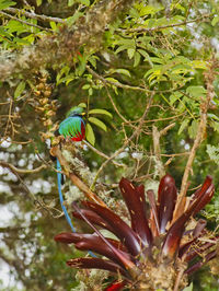 Bird perching on a tree