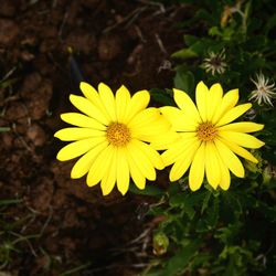 Close-up of yellow flower