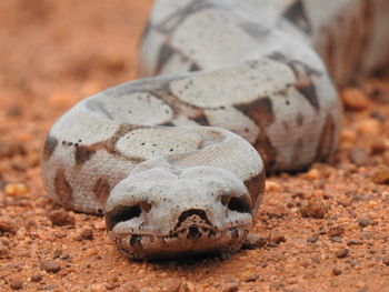 Close-up of snake on land