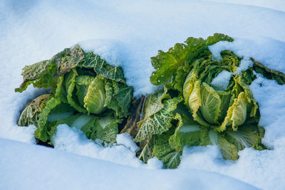 High angle view of vegetables on table