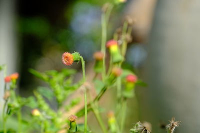 Close-up of small flower buds on field