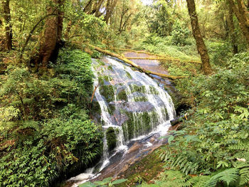 Scenic view of waterfall in forest