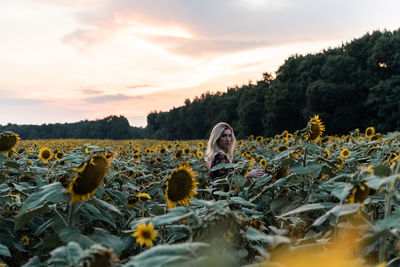 Scenic view of flowering plants on field against sky during sunset