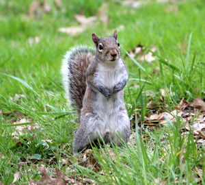 Portrait of an animal on grass